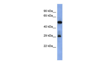 FOLR1 Rabbit Polyclonal Antibody