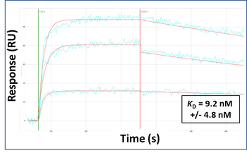 CLDN18 Rabbit Polyclonal Antibody