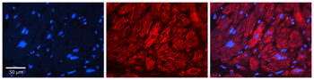 EFEMP1 Rabbit Polyclonal Antibody