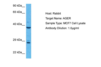 AGER Rabbit Polyclonal Antibody