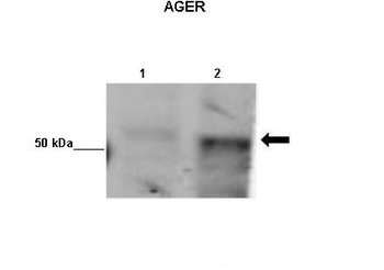 AGER Rabbit Polyclonal Antibody