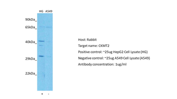 CKMT2 Rabbit Polyclonal Antibody
