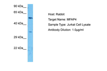 MFAP4 Rabbit Polyclonal Antibody