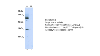 MFAP4 Rabbit Polyclonal Antibody