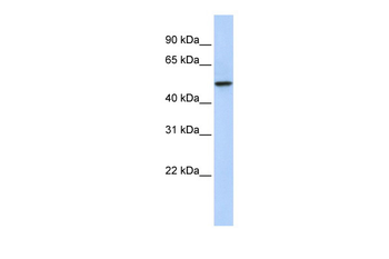 PDZK1 Rabbit Polyclonal Antibody