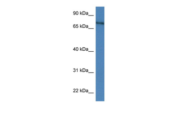 Xpnpep2 Rabbit Polyclonal Antibody