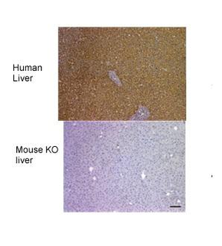 FAH Rabbit Polyclonal Antibody
