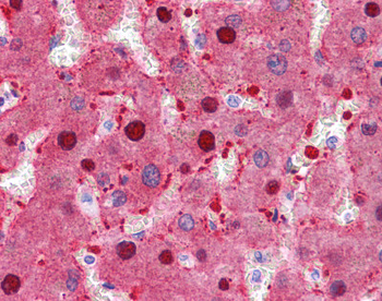 FAH Rabbit Polyclonal Antibody