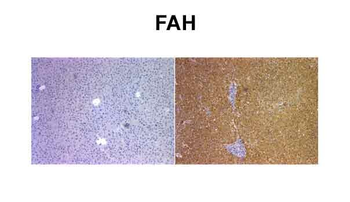 FAH Rabbit Polyclonal Antibody