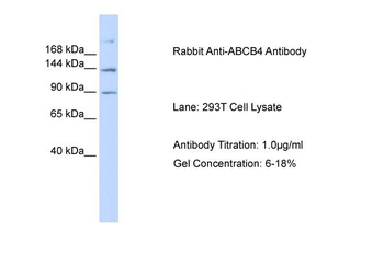 ABCB4 Rabbit Polyclonal Antibody