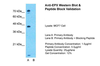 EPX Rabbit Polyclonal Antibody