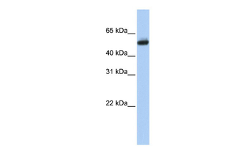 CYP4B1 Rabbit Polyclonal Antibody