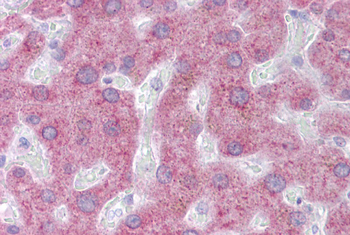 PON3 Rabbit Polyclonal Antibody