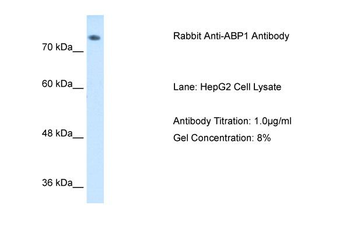 ABP1 Rabbit Polyclonal Antibody