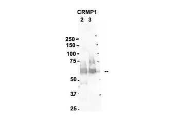 CRMP1 Rabbit Polyclonal Antibody