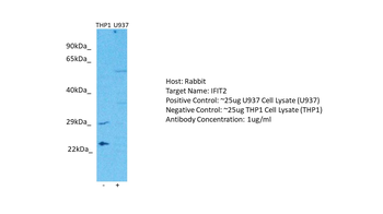 IFIT2 Rabbit Polyclonal Antibody