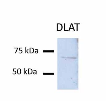 DLAT Rabbit Polyclonal Antibody