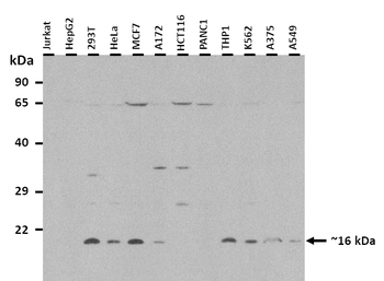 FGF2 Rabbit Polyclonal Antibody