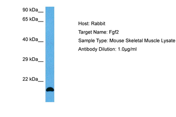 FGF2 Rabbit Polyclonal Antibody