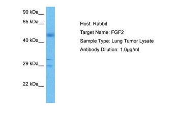 FGF2 Rabbit Polyclonal Antibody