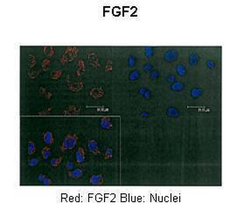 FGF2 Rabbit Polyclonal Antibody