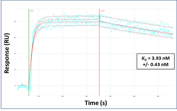 FGF2 Rabbit Polyclonal Antibody