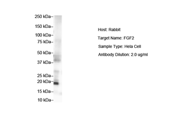 FGF2 Rabbit Polyclonal Antibody