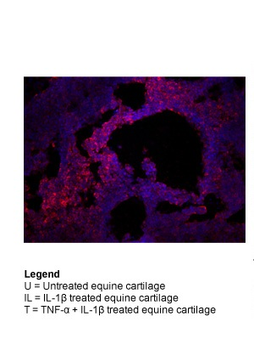 KRT8 Rabbit Polyclonal Antibody