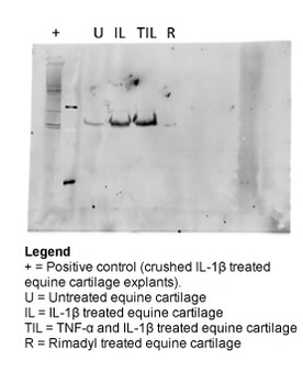 MMP3 Rabbit Polyclonal Antibody