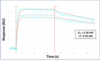 SLC2A5 Rabbit Polyclonal Antibody