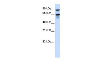 VGF Rabbit Polyclonal Antibody