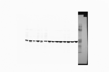 SOCS1 Rabbit Polyclonal Antibody
