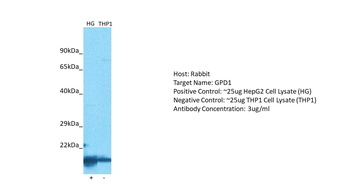 GPD1 Rabbit Polyclonal Antibody