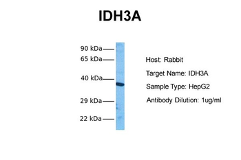 IDH3A Rabbit Polyclonal Antibody