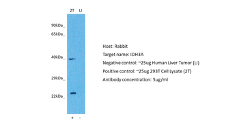 IDH3A Rabbit Polyclonal Antibody