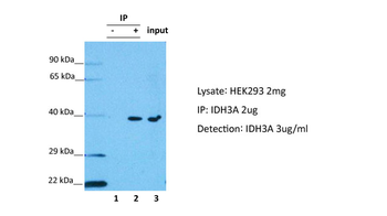 IDH3A Rabbit Polyclonal Antibody