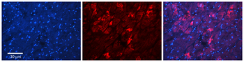 MFN2 Rabbit Polyclonal Antibody
