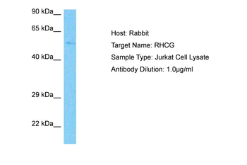 RHCG Rabbit Polyclonal Antibody