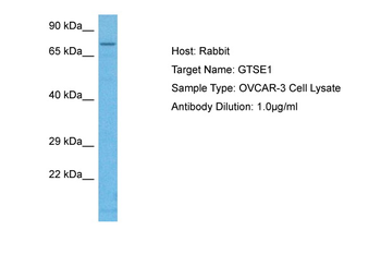 GTSE1 Rabbit Polyclonal Antibody