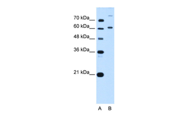 BMP2K Rabbit Polyclonal Antibody