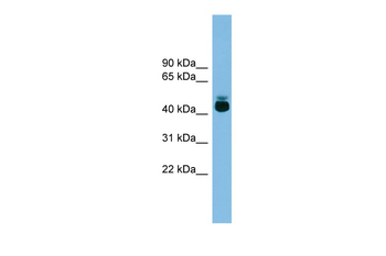 GPR87 Rabbit Polyclonal Antibody