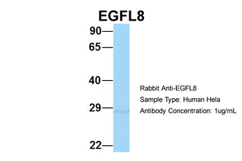 EGFL8 Rabbit Polyclonal Antibody