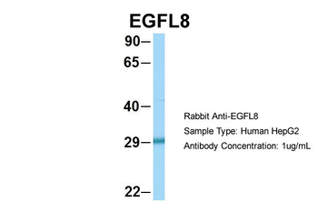 EGFL8 Rabbit Polyclonal Antibody