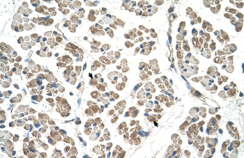 EGFL8 Rabbit Polyclonal Antibody