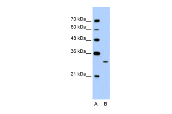 EGFL8 Rabbit Polyclonal Antibody