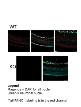 PANX1 Rabbit Polyclonal Antibody