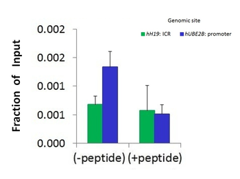 HDAC9 Rabbit Polyclonal Antibody
