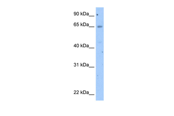 OCLN Rabbit Polyclonal Antibody