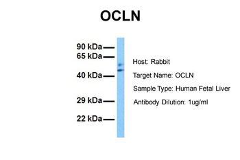 OCLN Rabbit Polyclonal Antibody
