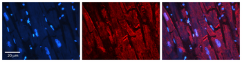 PARD3 Rabbit Polyclonal Antibody